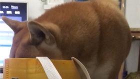 小狗眨眨眼爆料视频下载,揭秘萌宠眨眼瞬间下载热潮 第3张 小狗眨眨眼爆料视频下载,揭秘萌宠眨眼瞬间下载热潮 第3张